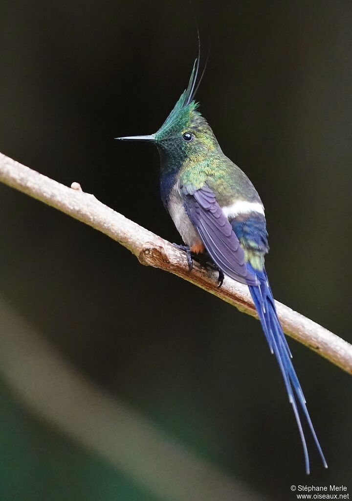 Wire-crested Thorntail male adult