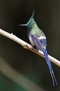 Wire-crested Thorntail