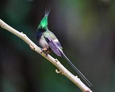 Wire-crested Thorntail