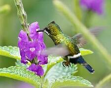 Wire-crested Thorntail