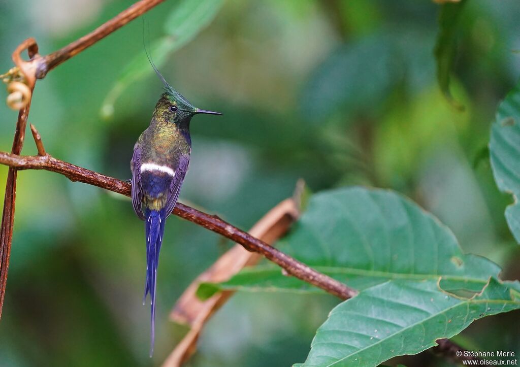 Wire-crested Thorntail male adult