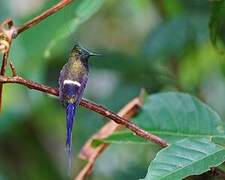 Wire-crested Thorntail