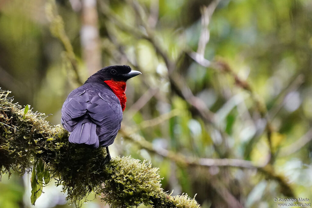 Red-ruffed Fruitcrowadult