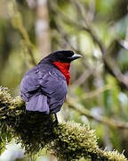 Red-ruffed Fruitcrow