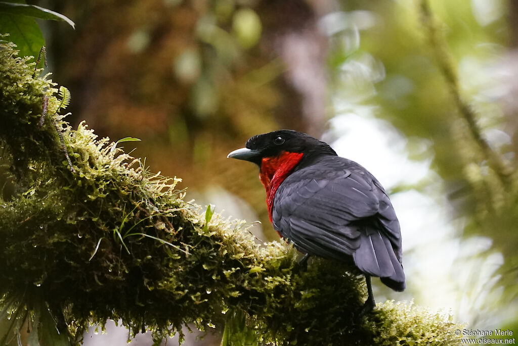 Red-ruffed Fruitcrowadult