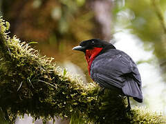 Red-ruffed Fruitcrow