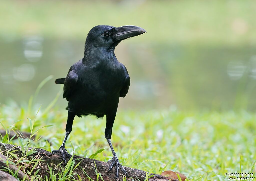 Corbeau à gros becadulte