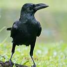 Corbeau à gros bec