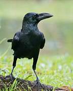 Large-billed Crow