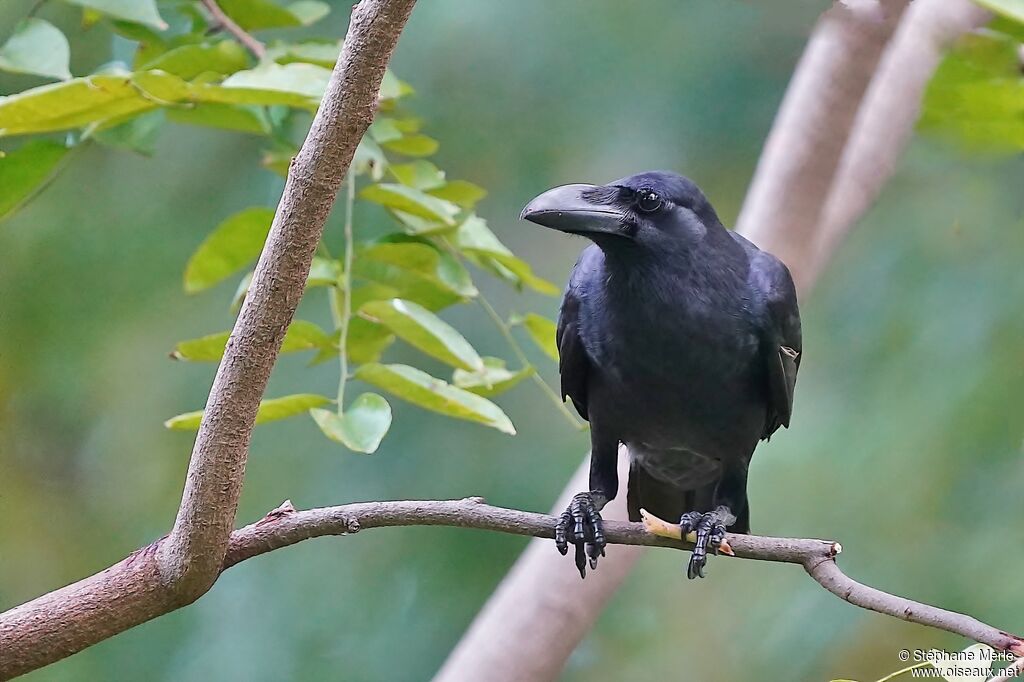 Large-billed Crowadult