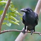 Corbeau à gros bec
