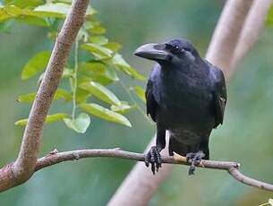 Corbeau à gros bec