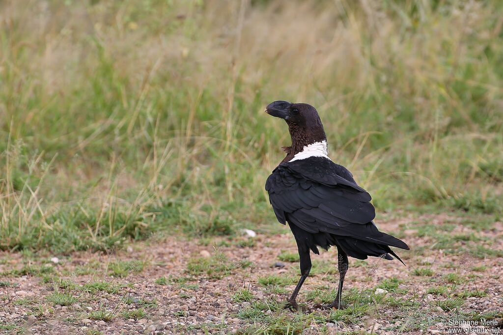 Corbeau à nuque blancheadulte