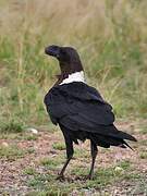 White-necked Raven