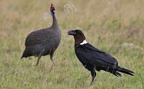 White-necked Raven