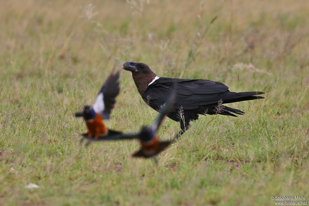 White-necked Ravenadult