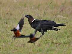 White-necked Raven