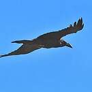 Corbeau brun