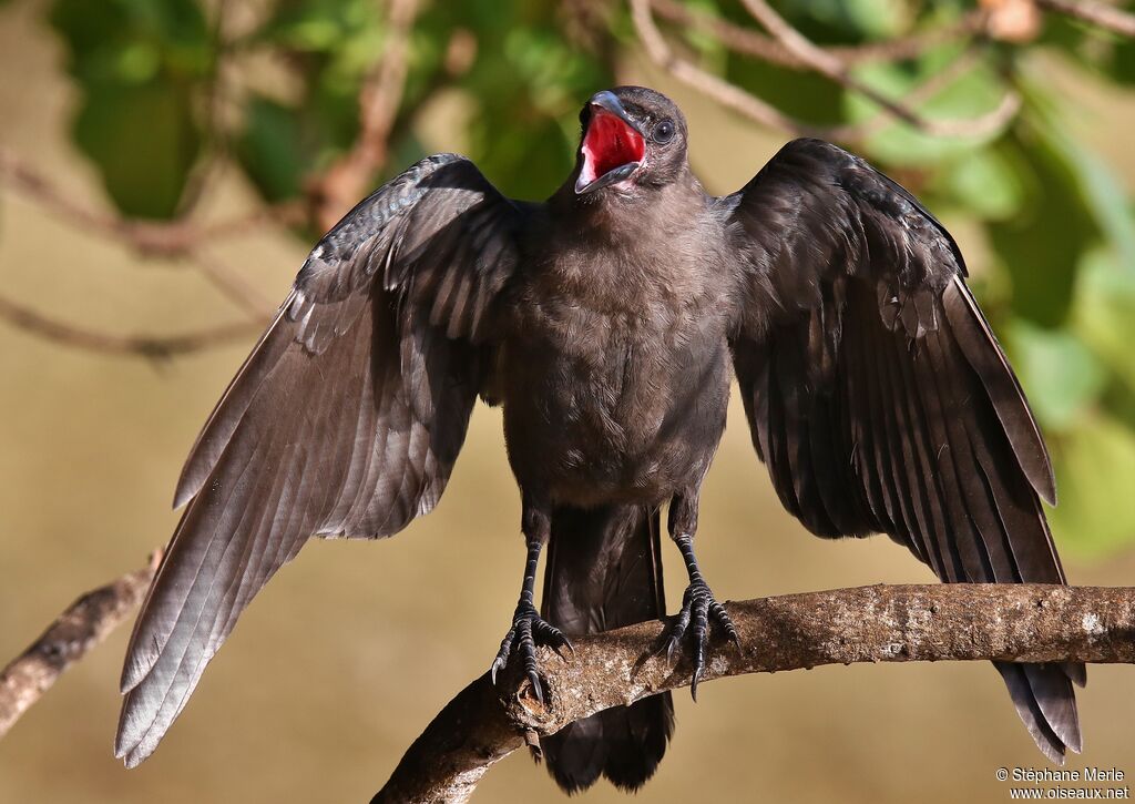 House Crow