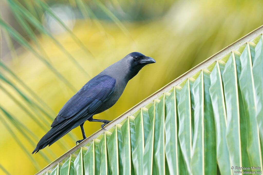 House Crowadult