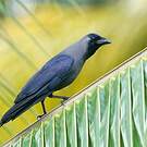 Corbeau familier