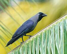 House Crow