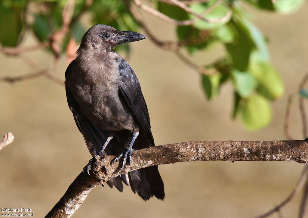 Corbeau familierimmature, portrait