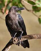 House Crow