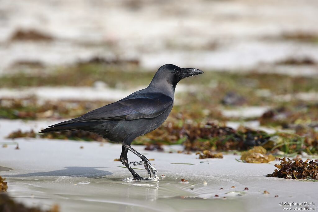 House Crowadult