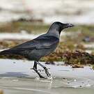 Corbeau familier