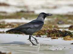 House Crow