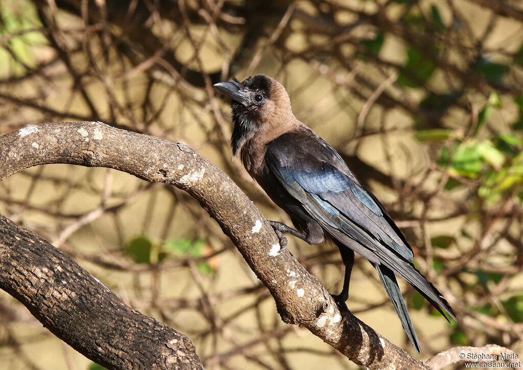 Corbeau familieradulte