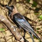Corbeau familier