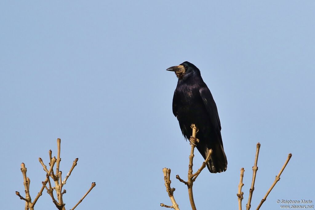 Corbeau freuxadulte