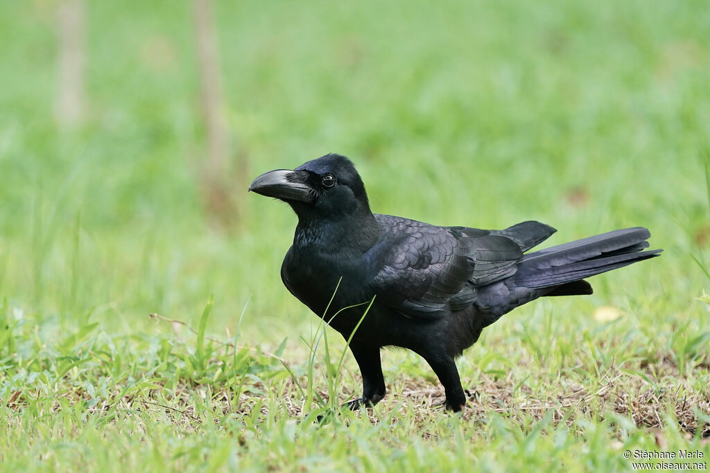 Indian Jungle Crowadult