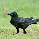 Corbeau indien