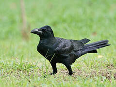 Indian Jungle Crow