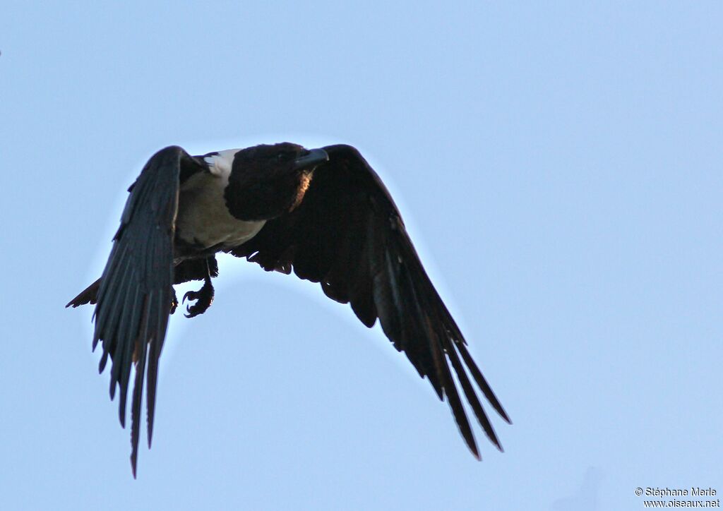 Pied Crow