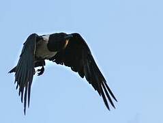 Pied Crow