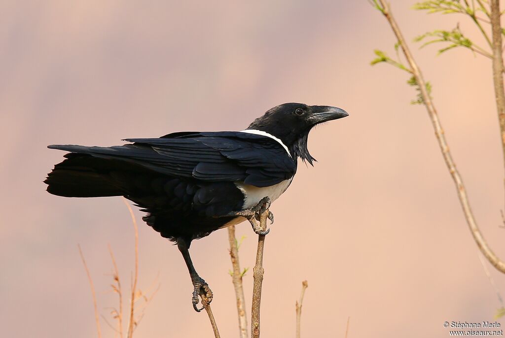 Corbeau pie