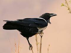 Pied Crow