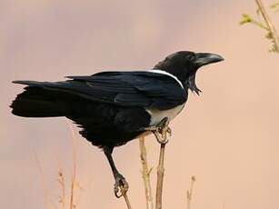 Corbeau pie