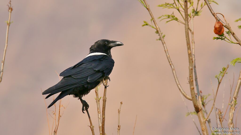 Corbeau pie