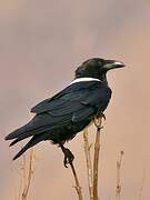 Pied Crow