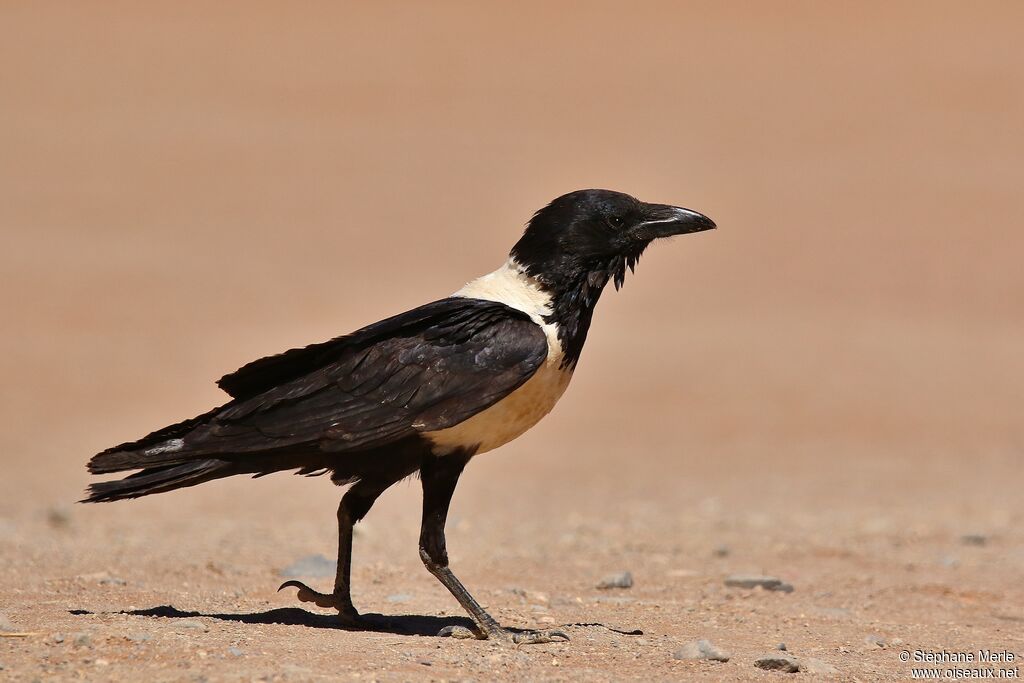 Pied Crowadult, identification