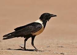 Pied Crow