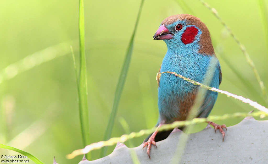 Cordonbleu à joues rouges mâle adulte, portrait