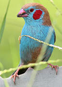 Red-cheeked Cordon-bleu