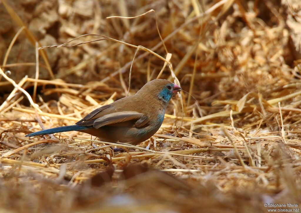 Cordonbleu à joues rouges femelle adulte