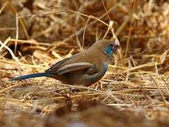 Red-cheeked Cordon-bleu